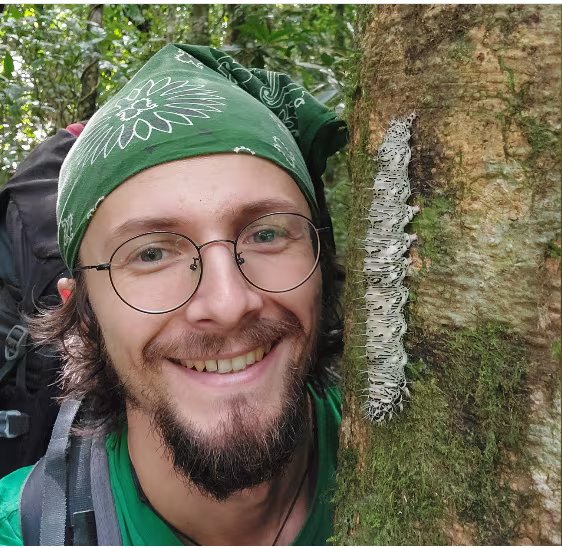 El equipo encontró una enorme oruga que posteriormente produjo un ejemplar adulto de bruja blanca, la polilla con mayor envergadura alar conocida. Crédito: Hubert Szczygieł.