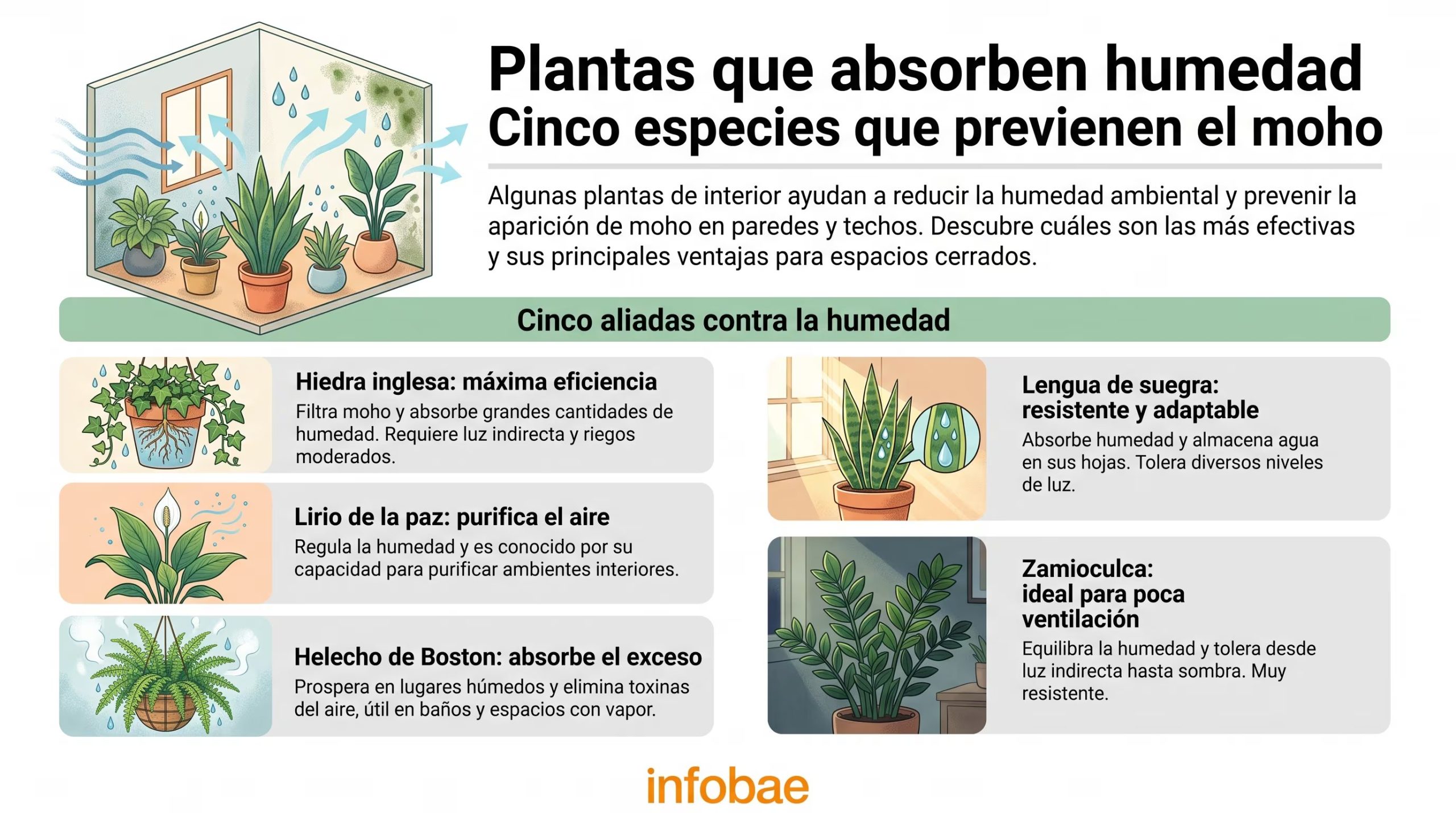Un gráfico ilustra cómo cinco especies de plantas de interior reducen la humedad ambiental y previenen la aparición de moho en paredes y techos, con sus principales ventajas. (Imagen Ilustrativa Infobae)
