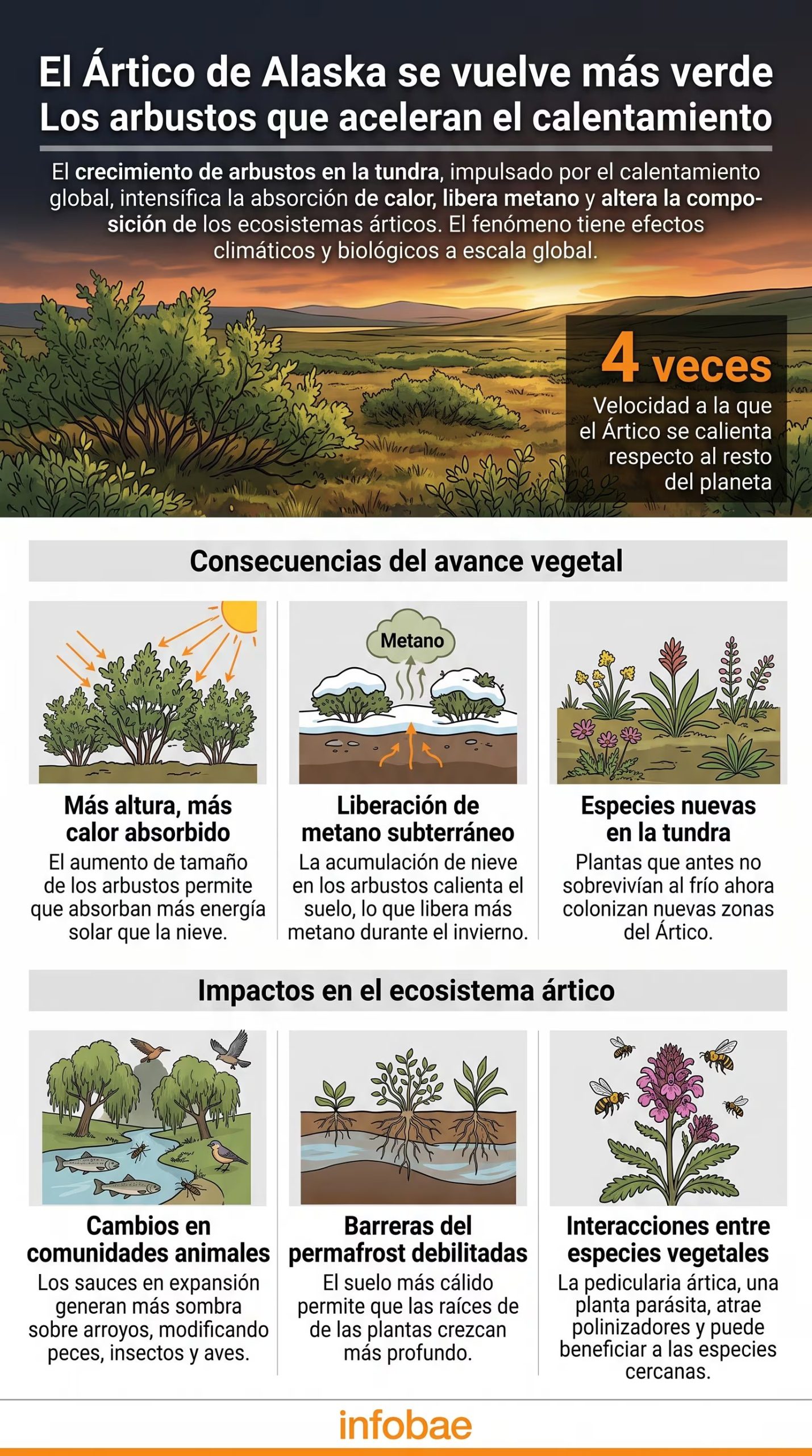 Una infografía de Infobae detalla cómo el aumento de vegetación en la tundra de Alaska intensifica la absorción de calor solar y la liberación de metano en el Ártico (Imagen Ilustrativa Infobae)