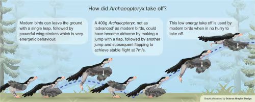La investigación de la Universidad de Southampton propone que Archaeopteryx alcanzaba la velocidad de vuelo tras dos o tres impulsos potentes con las patas (Gentileza, estudio Salta, salta y a volar: El despegue del Archaeopteryx mediante un mecanismo de saltos múltiples, publicado en Developmental Biology)