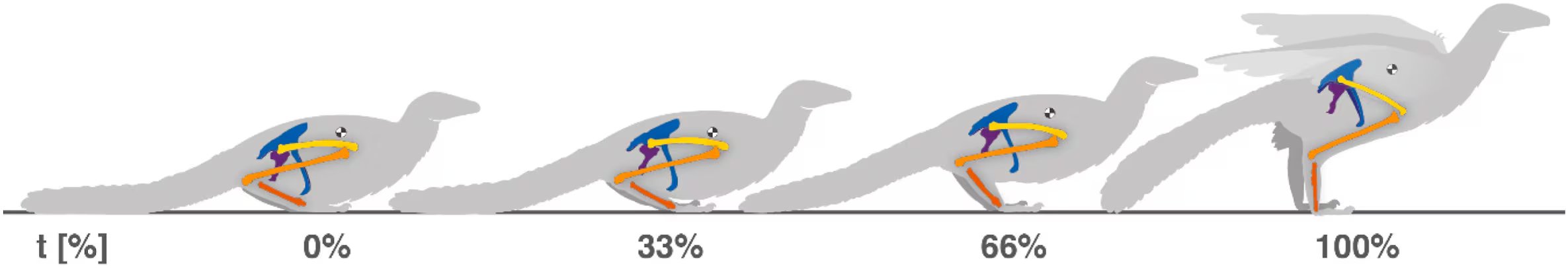 El estudio señala que Archaeopteryx no tenía esternón con quilla ni la movilidad de hombro necesaria para despegar como las aves modernas (Gentileza, estudio Salta, salta y a volar: El despegue del Archaeopteryx mediante un mecanismo de saltos múltiples, publicado en Developmental Biology)