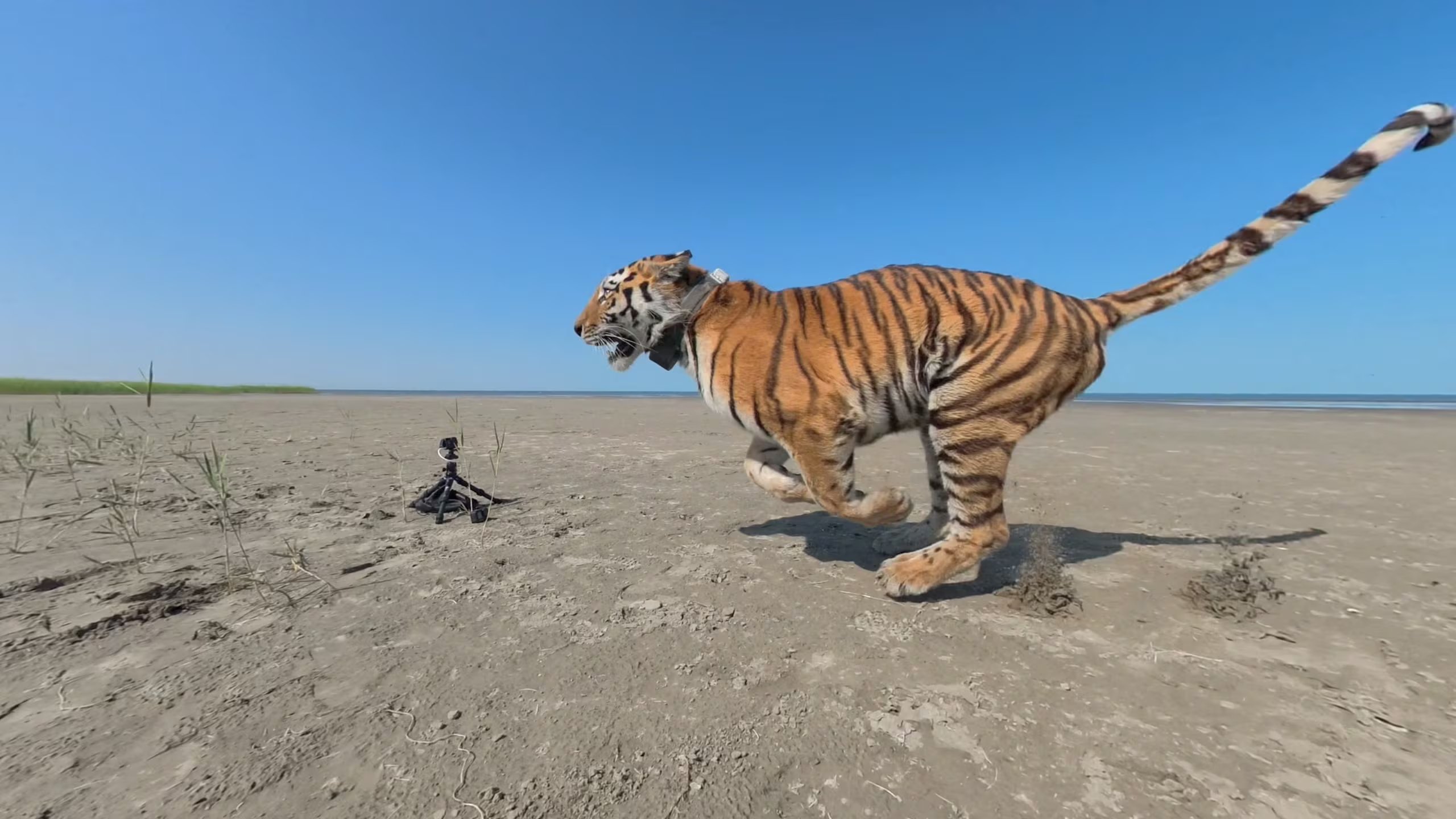 La tigresa de Amur Umit corre hacia la naturaleza tras ser liberada como parte de un programa para restaurar la población de tigres, marcando el primer regreso de la especie a su hábitat natural en Kazajstán en más de 70 años, en la Reserva Natural Estatal Ile-Balkhash en la región de Almaty, Kazajstán, el 31 de julio de 2026, en esta imagen fija tomada de un video. Ministerio de Ecología y Recursos Naturales de Kazajstán/Distribución vía REUTERS