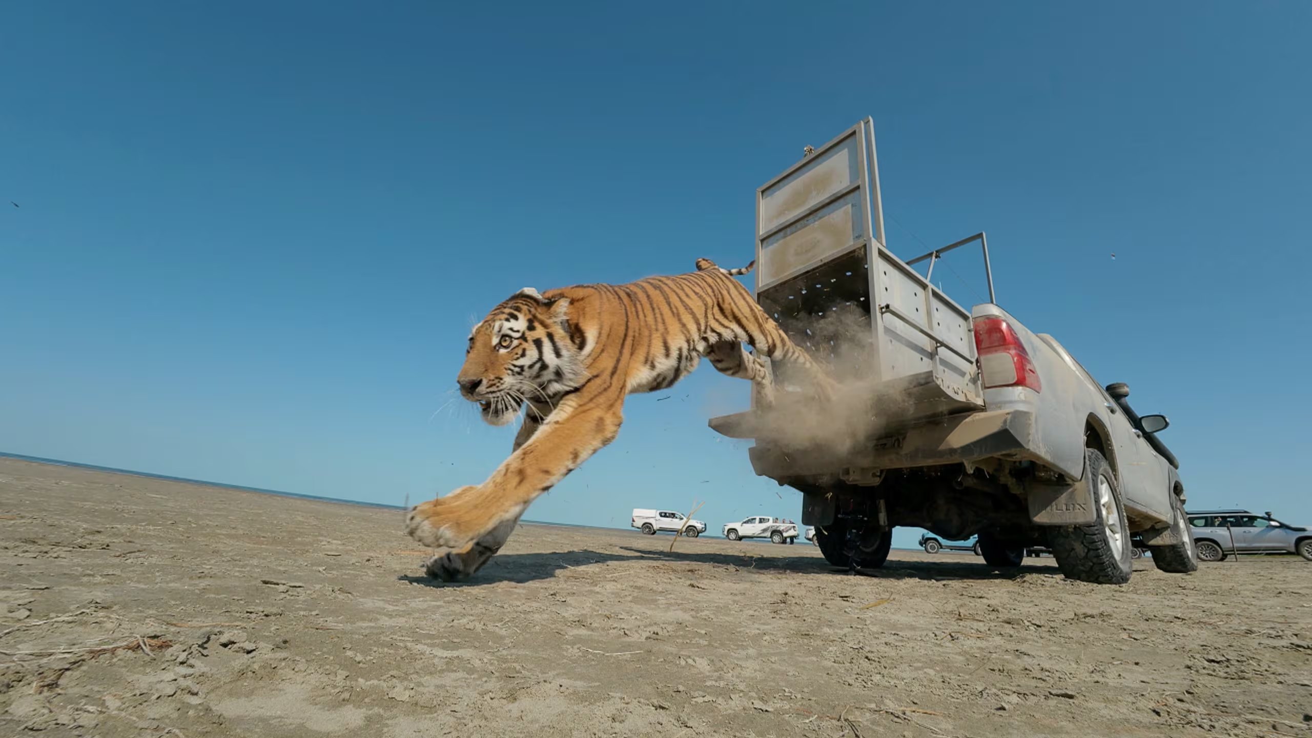 La tigresa de Amur Umit salta de una camioneta mientras es liberada en la naturaleza como parte de un programa para restaurar la población de tigres, marcando el primer regreso de la especie al hábitat natural de Kazajstán en más de 70 años, en la Reserva Natural Estatal Ile-Balkhash en la región de Almaty, Kazajstán, 31 de julio de 2026, en esta imagen fija tomada de un video. Ministerio de Ecología y Recursos Naturales de Kazajstán/Distribución vía REUTERS