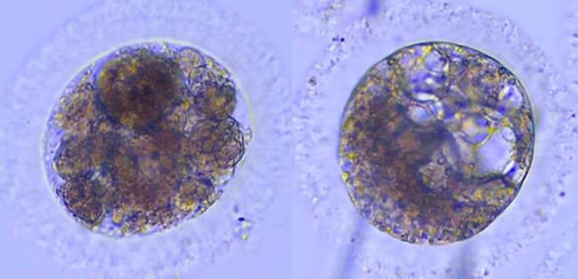 La modificación genética aún se encuentra en fase experimental y no ha salido del laboratorio. (MNCN-CSIC)
