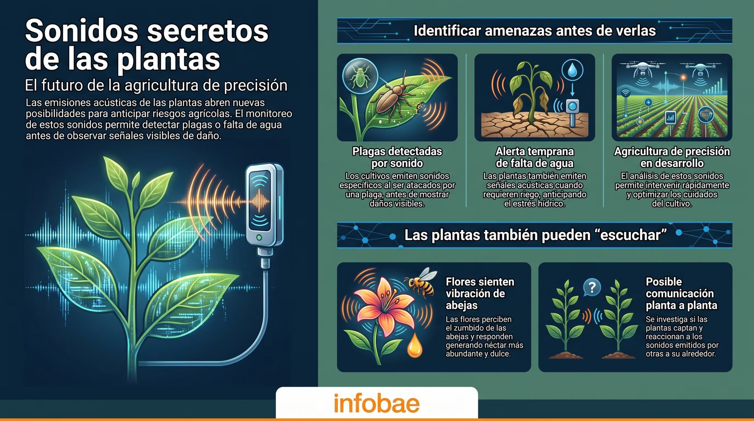 Un campo de flores aparentemente silencioso puede estar lleno de sonidos que no percibimos. (Imagen Ilustrativa Infobae)