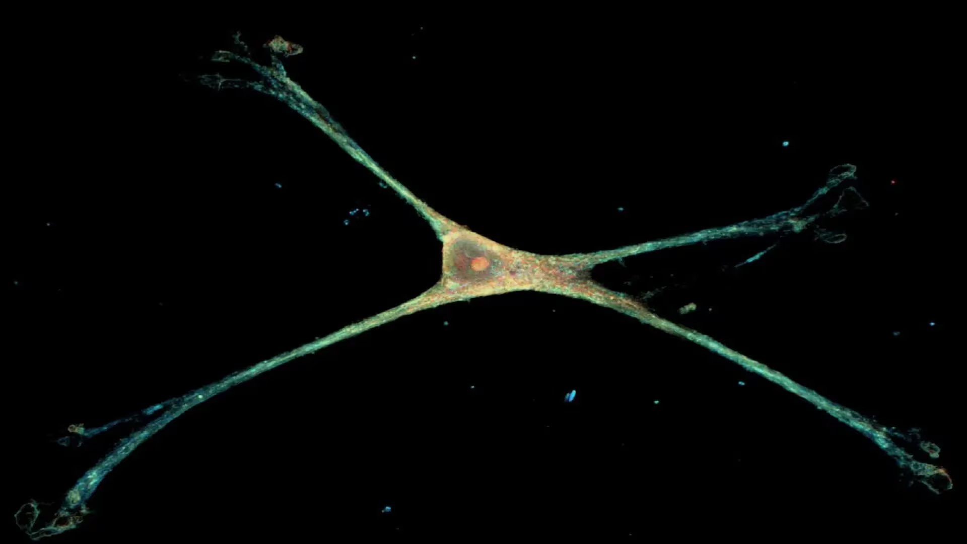 Los astrocitos, con estructura estrellada, regulan la comunicación neuronal y participan en el mantenimiento de la barrera hematoencefálica
(Johns Hopkins University)