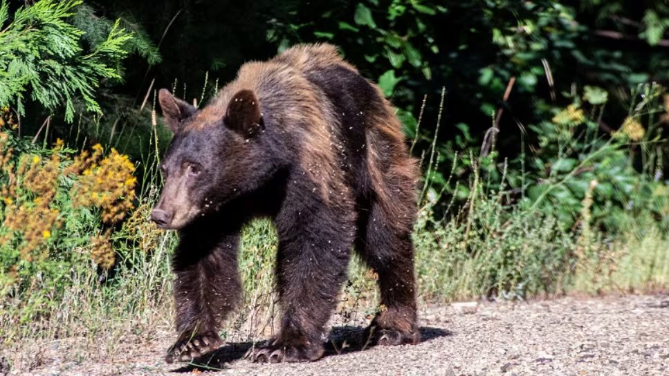 Las autoridades recomiendan no alimentar ni acercarse a los osos cuando aparecen en viviendas o patios residenciales - crédito (California Department of Fish and Wildlife)