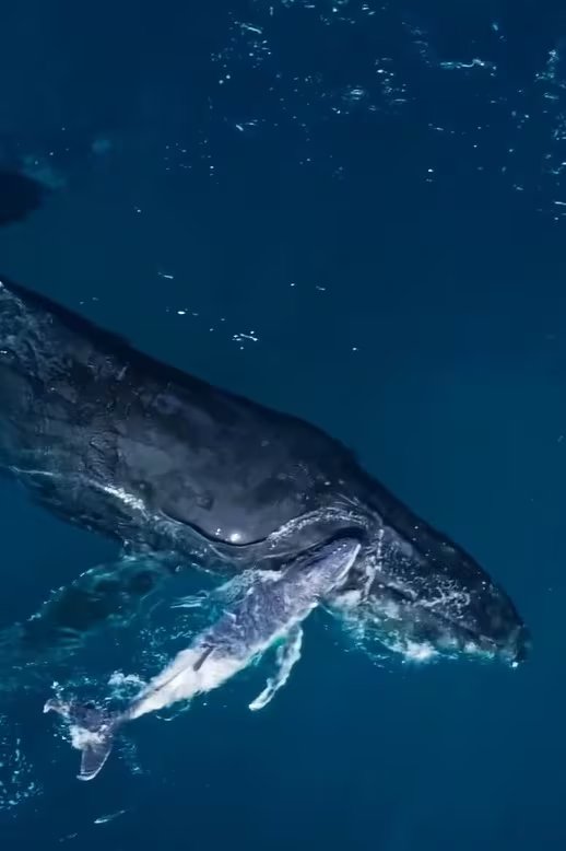 La cría, todavía torpe, aprendía a respirar y a flotar, mientras la madre permanecía siempre cerca para asistirla en sus primeros movimientos (forrestfov)