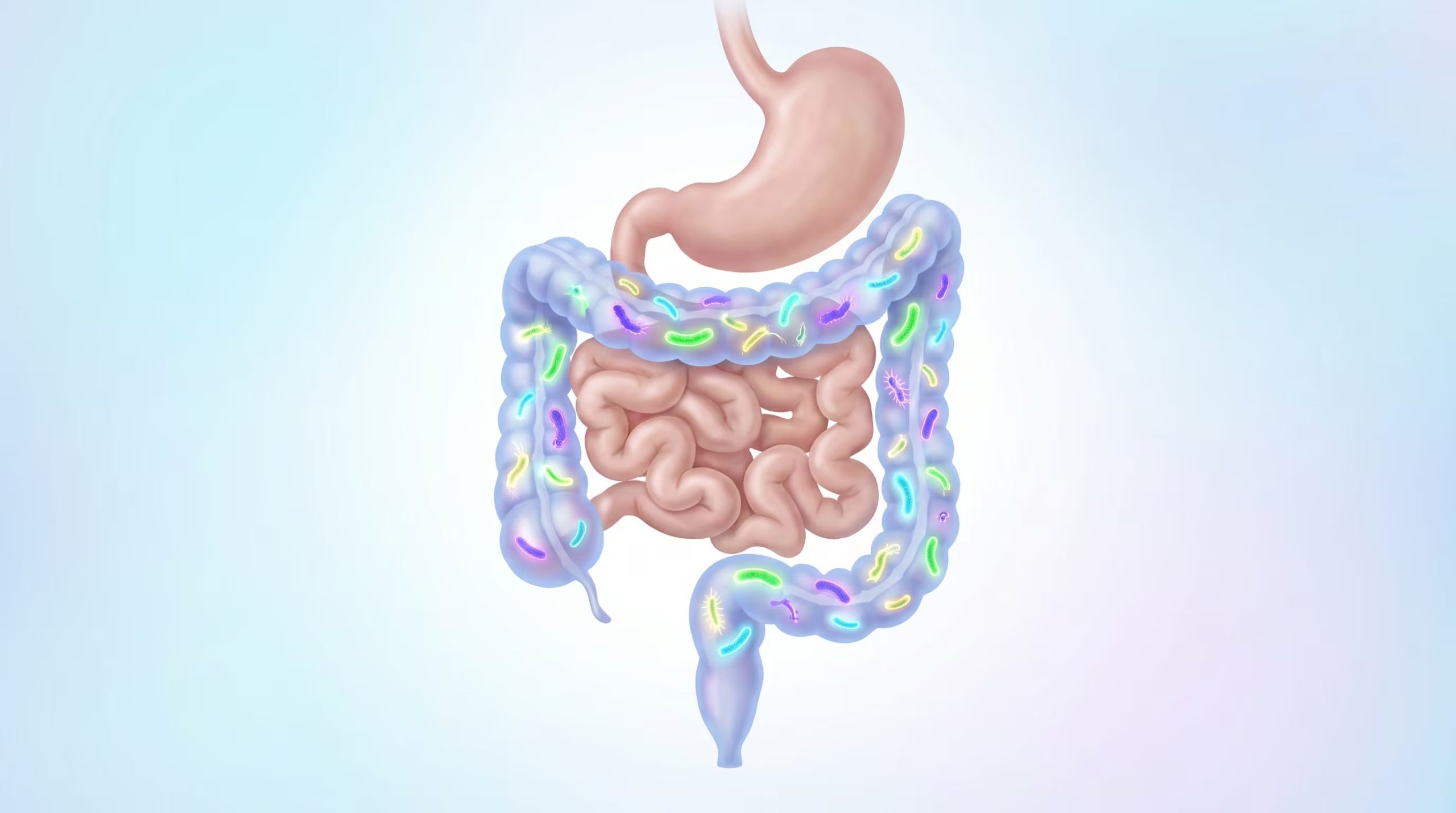 La proteína ZFP36L2 regula la capacidad de las células intestinales para regenerarse tras una lesión (Imagen Ilustrativa Infobae)