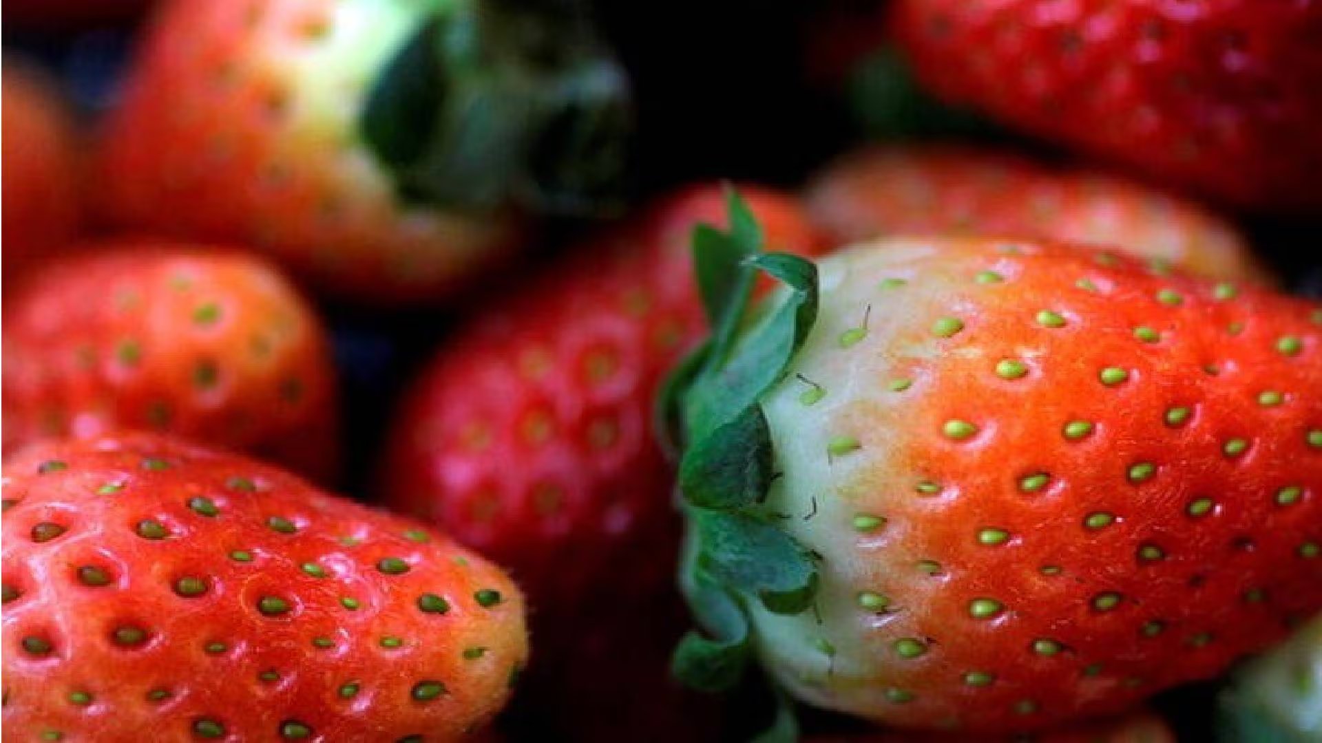 Las fresas son un alimento con vitamina C y tienen propiedades antiinflamatorias. (Reuters)