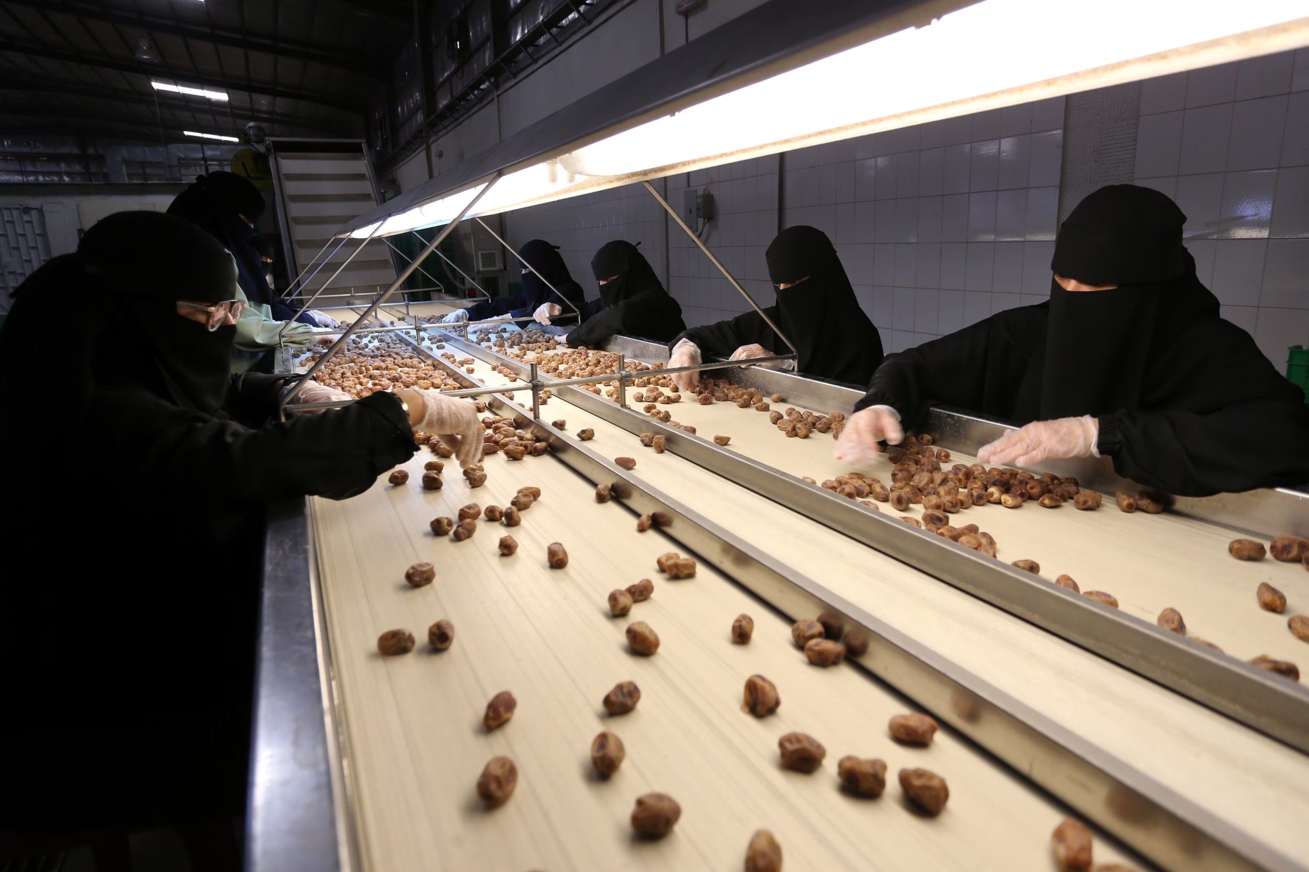 La producción de dátiles en Al-Ahsa destaca por su volumen y calidad, con millones de palmeras que sostienen la economía local y proyectan a la región como referente agrícola en Arabia Saudita (REUTERS/Ahmed Yosri)