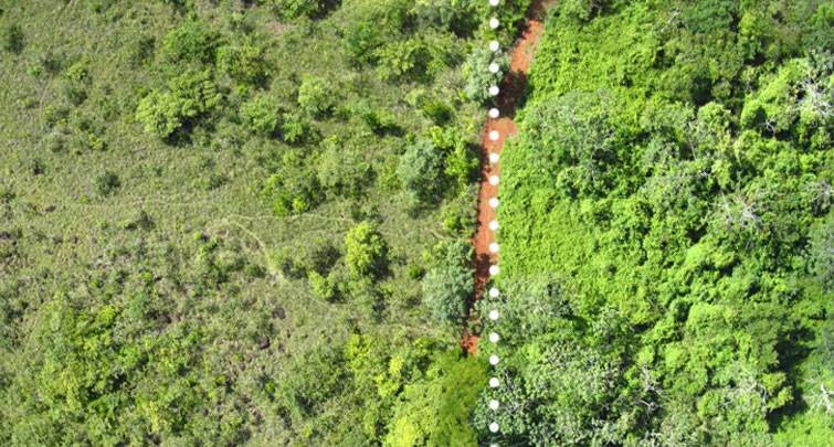 A la derecha se observa el área tratada y, a la izquierda, una zona similar que no recibió el residuo (Créditos: Tim Treuer/Universidad de Princeton)