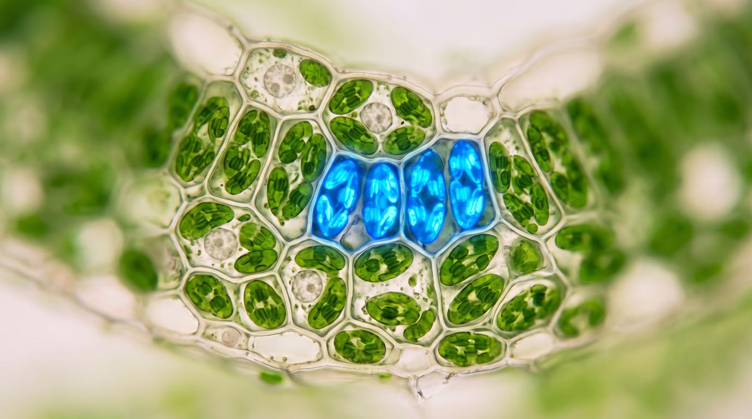 Las plantas modificadas integraron el transgén en los cloroplastos, llegaron a la adultez, produjeron semillas y transmitieron el gen a su descendencia (Imagen Ilustrativa Infobae)