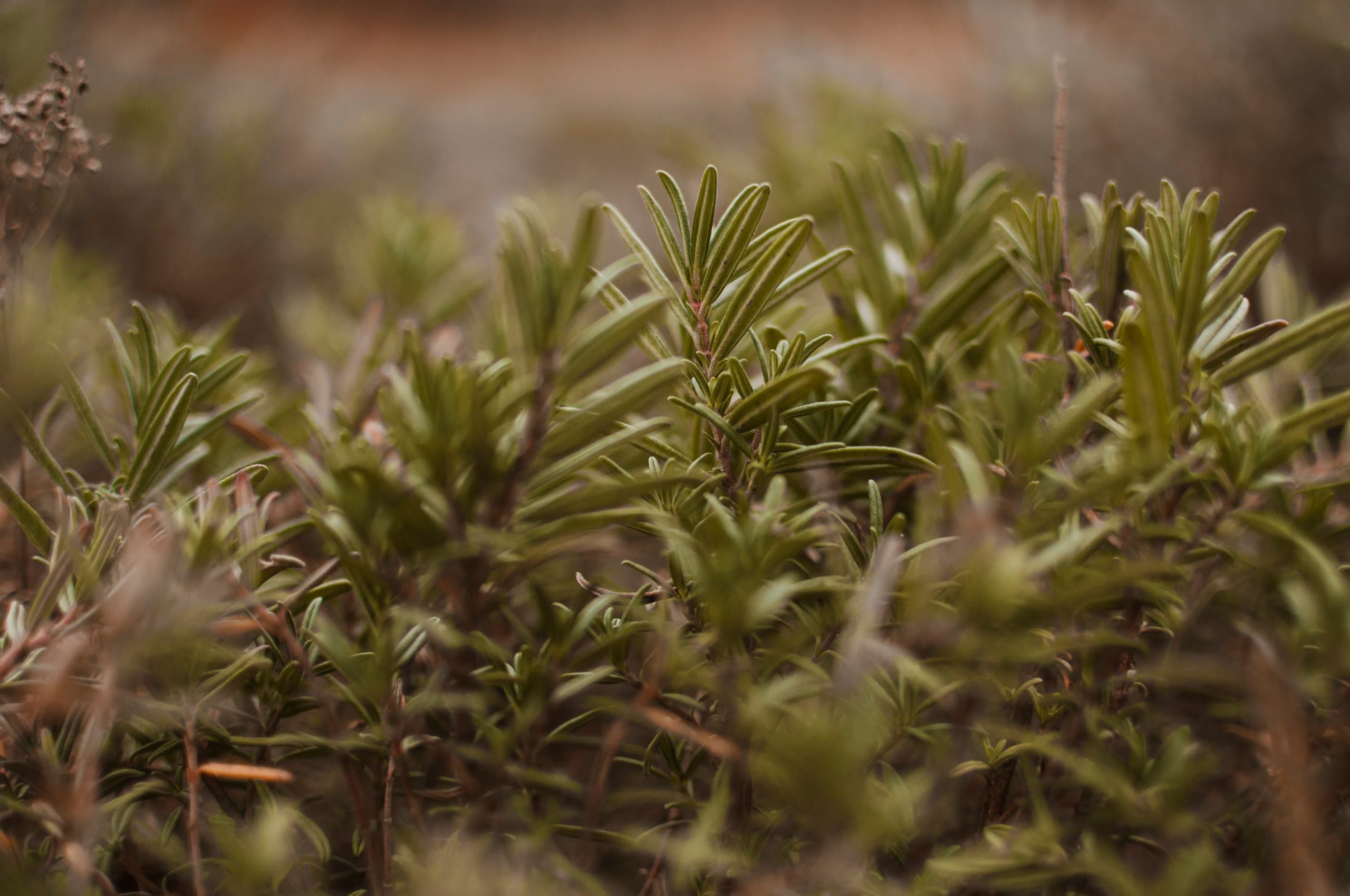 Planta de romero. (Freepik)