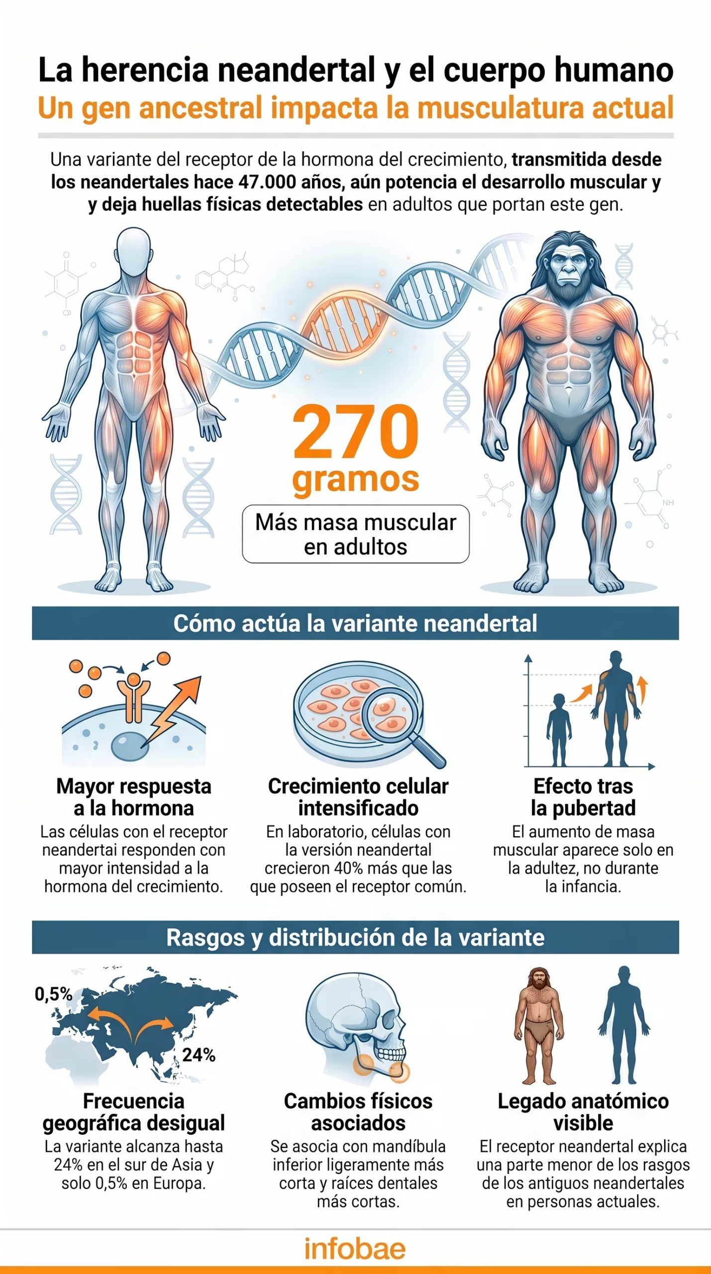 Esta infografía detalla cómo una variante del receptor de la hormona del crecimiento, heredada de los neandertales, incrementa la masa muscular y sus características (Imagen Ilustrativa Infobae)