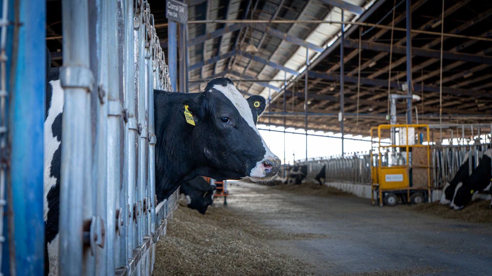 Las vacas tienen un microchip que informa su alimentación y su estadod de salud