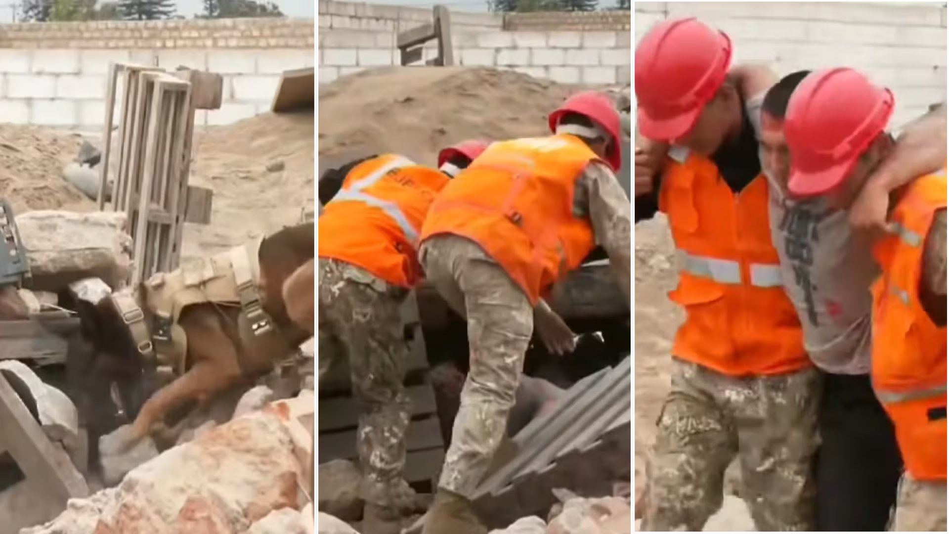 Perros del Ejército peruano y rescatistas se entrenan en la búsqueda y extracción de personas atrapadas en estructuras colapsadas. (Composición: Infobae Perú / TV Perú Noticias)