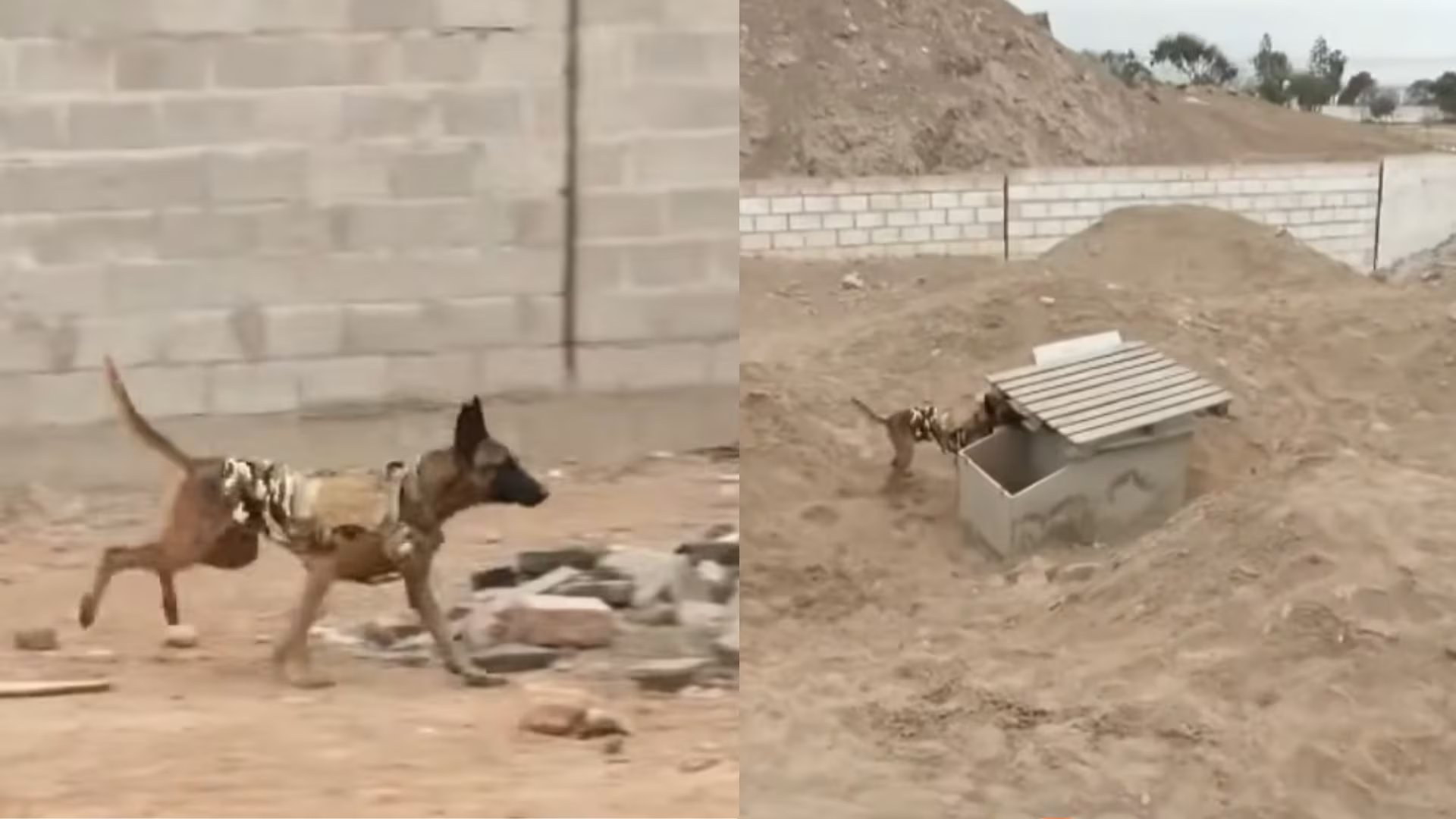 Perros pastores belga malinois del Ejército peruano se entrenan en un sitio que simula estructuras colapsadas para operaciones de búsqueda y rescate en Lima, Perú. (Composición: Infobae Perú / TV Perú Noticias)