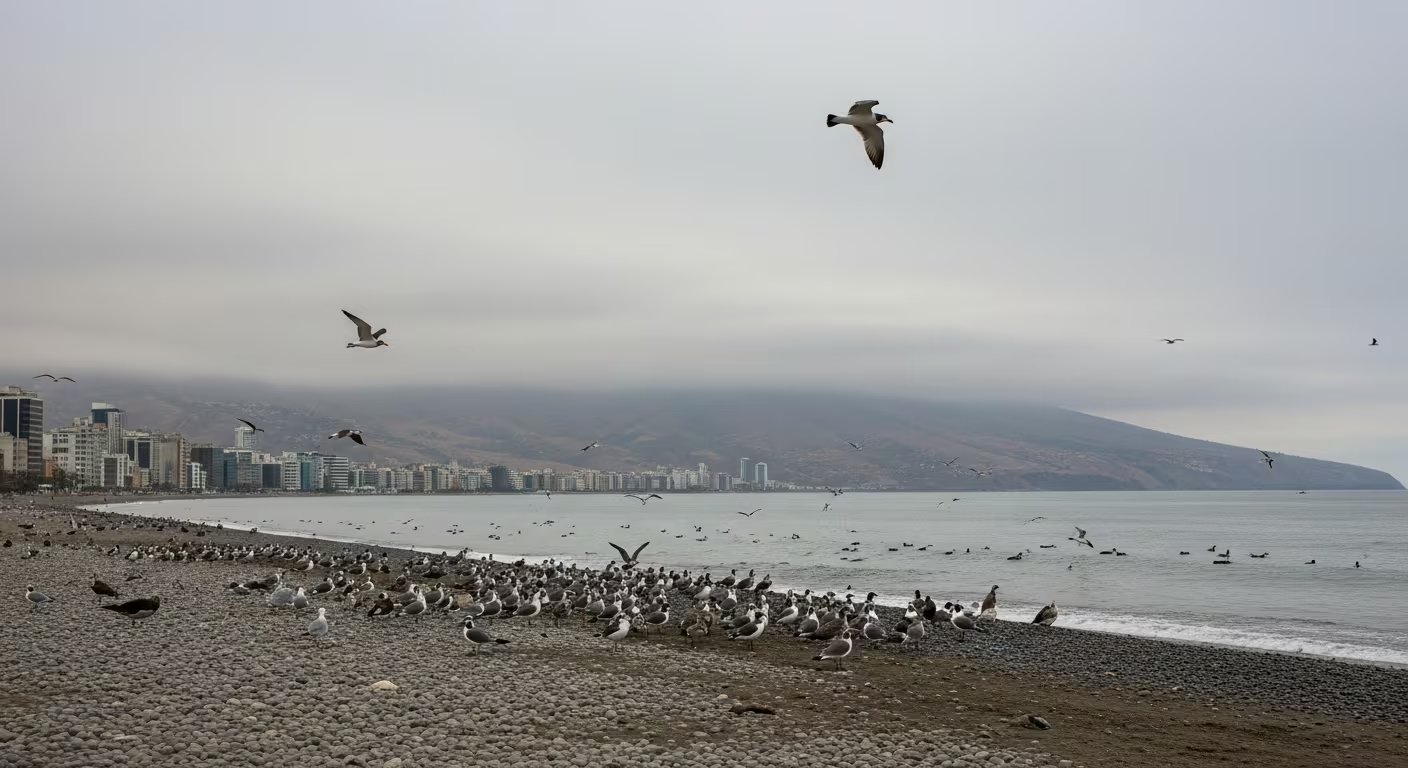 Numerosas aves marinas se congregan en una playa rocosa del litoral peruano, evidenciando el desplazamiento de fauna por los efectos del fenómeno El Niño. (Imagen Ilustrativa Infobae)