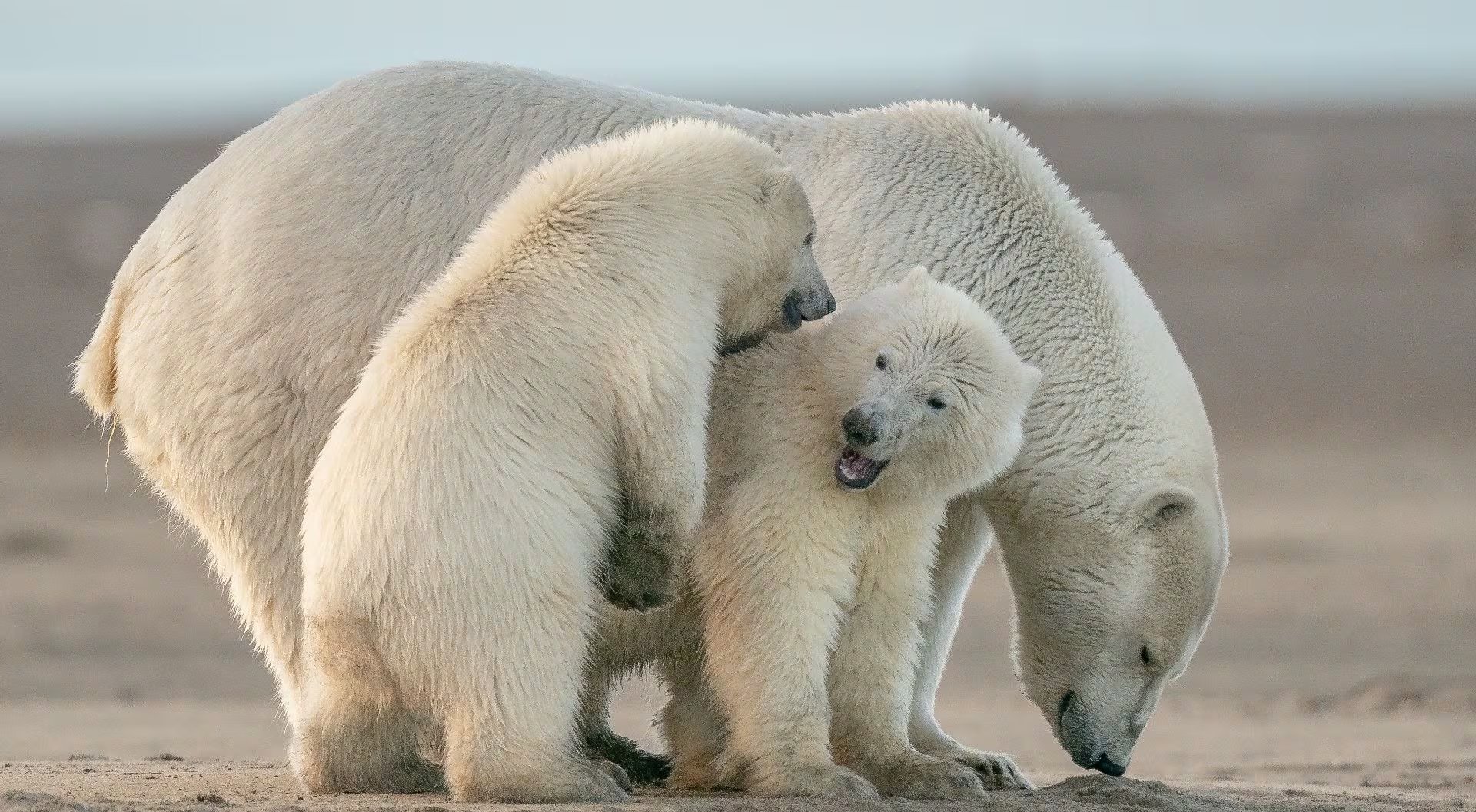 Los osos polares dependen de un pelaje con propiedades antiadherentes que ayudan a evitar que el hielo se adhiera y sostienen su supervivencia (Freepik)