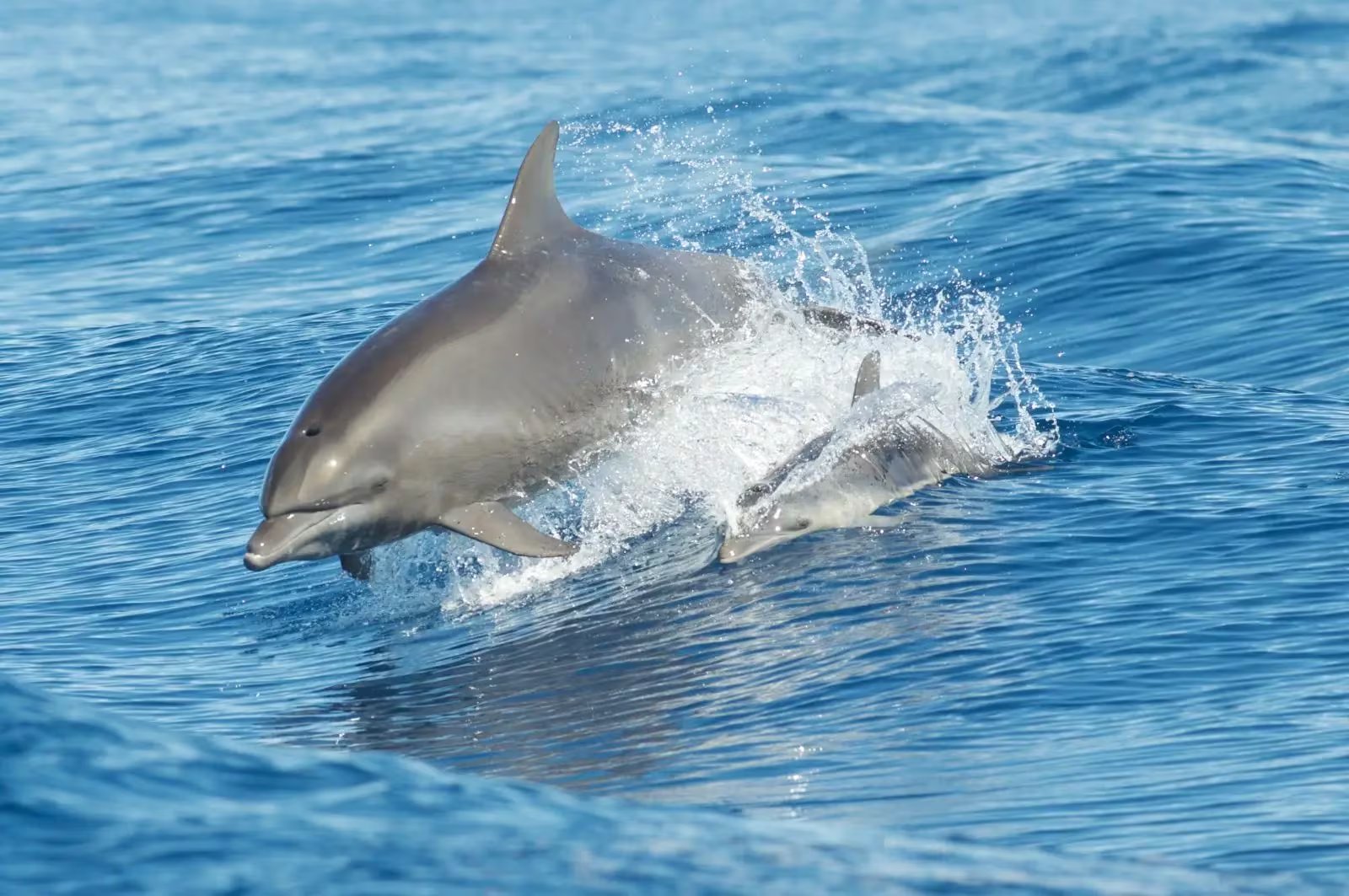 Los delfines nariz de botella del Indo-Pacífico se frotan contra corales y esponjas que podrían ayudar a mantener el equilibrio de la piel (Animalia)