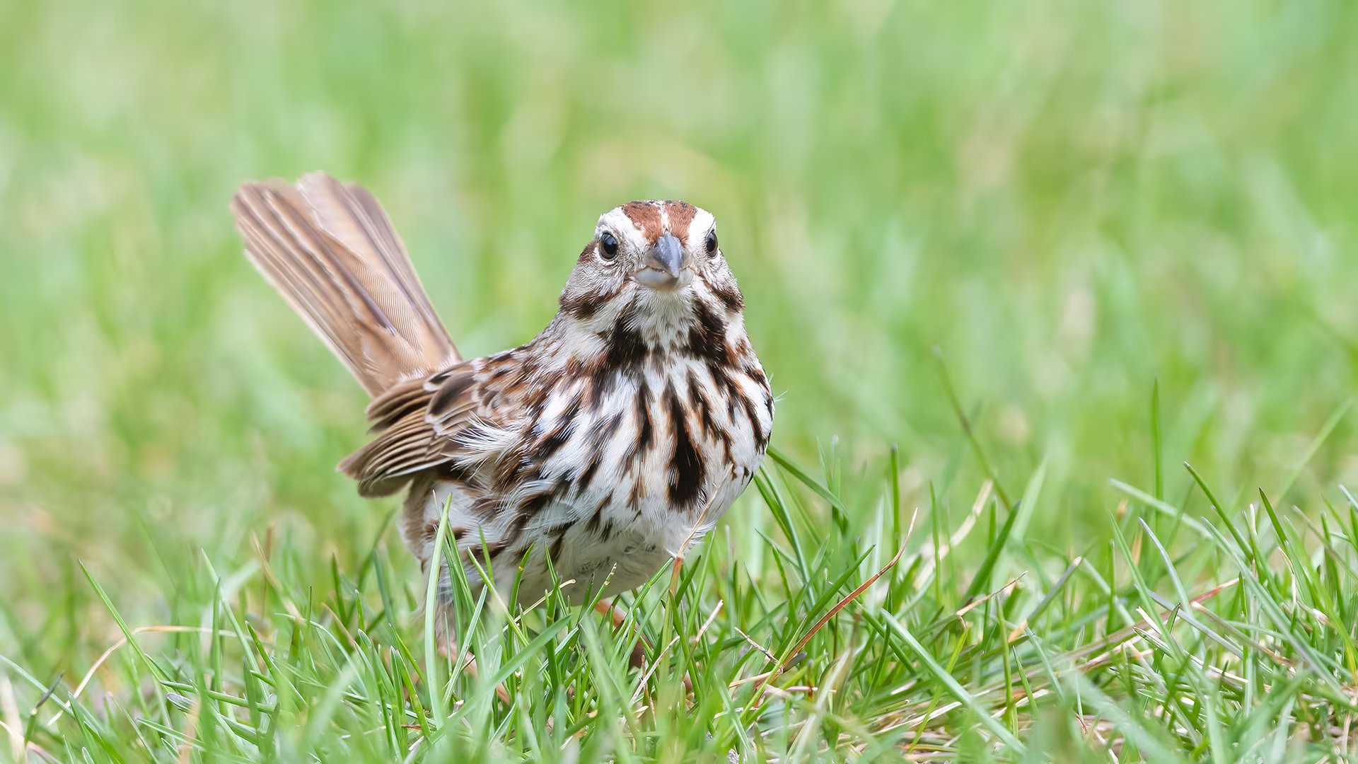 Los pájaros cantores usan el preening para limpiar las plumas, recomponer su estructura y controlar ectoparásitos (Dominique Braud/Dembinsky Photo)