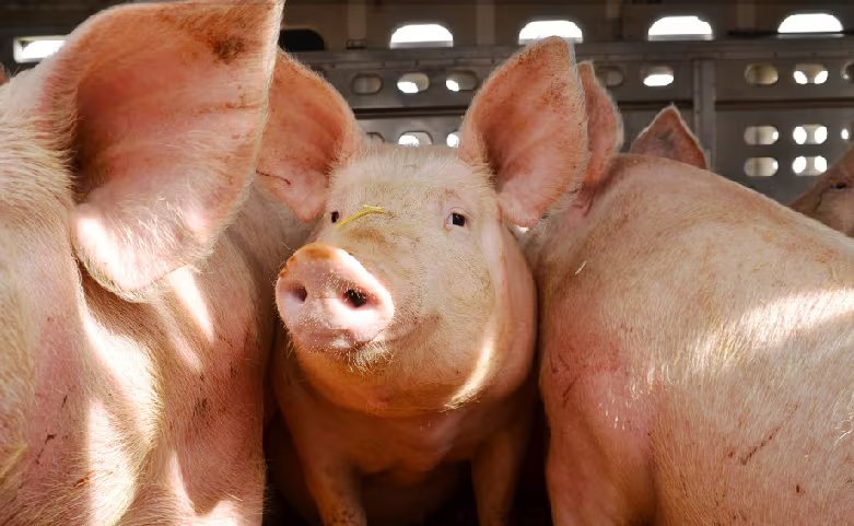 Los cerdos domésticos usan el barro para la termorregulación y suelen separar el área de descanso del lugar donde defecan cuando el ambiente lo permite (Foto: Molinos Champion)