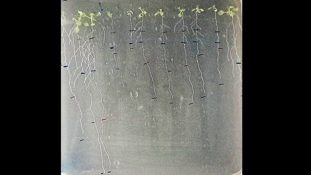 Las plantas mutantes sin el gen HHO5 absorbieron casi el triple de nitrógeno inorgánico confirmando que ese gen actúa como un freno para ese nutriente