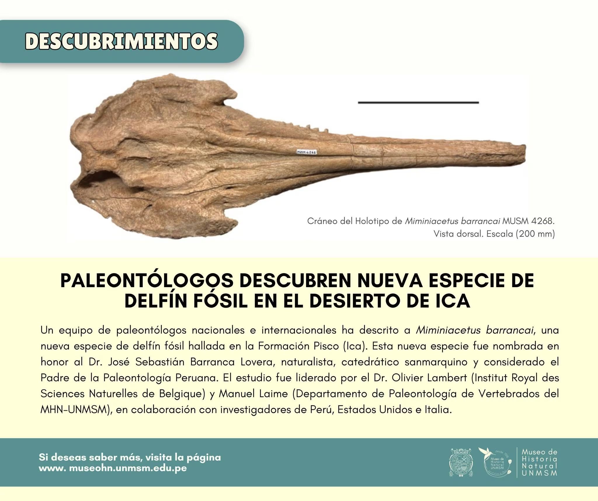 El cráneo holotipo de Miminiacetus barrancai, un delfín fósil descubierto en la Formación Pisco de Ica, es descrito por un equipo de paleontólogos nacionales e internacionales. (Foto: Museo de Historia Natural UNMSM)