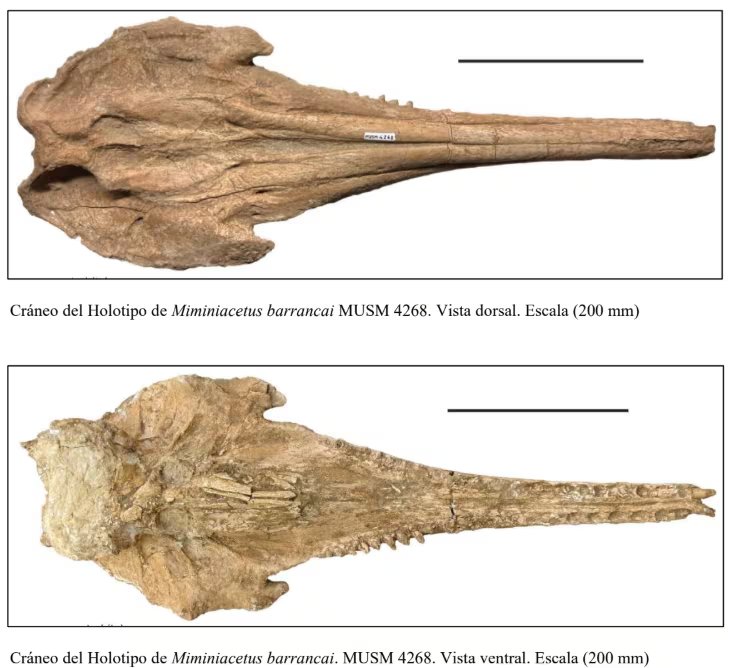 El cráneo del holotipo de Miminiacetus barrancai, un delfín fósil de entre 14 y 12 millones de años, se presenta en vistas dorsal y ventral. (Foto: Museo de Historia Natural UNMSM)