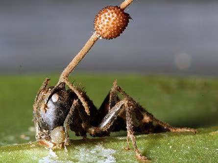 Este hongo infecta a las hormigas convirtiéndolas en zombies. 