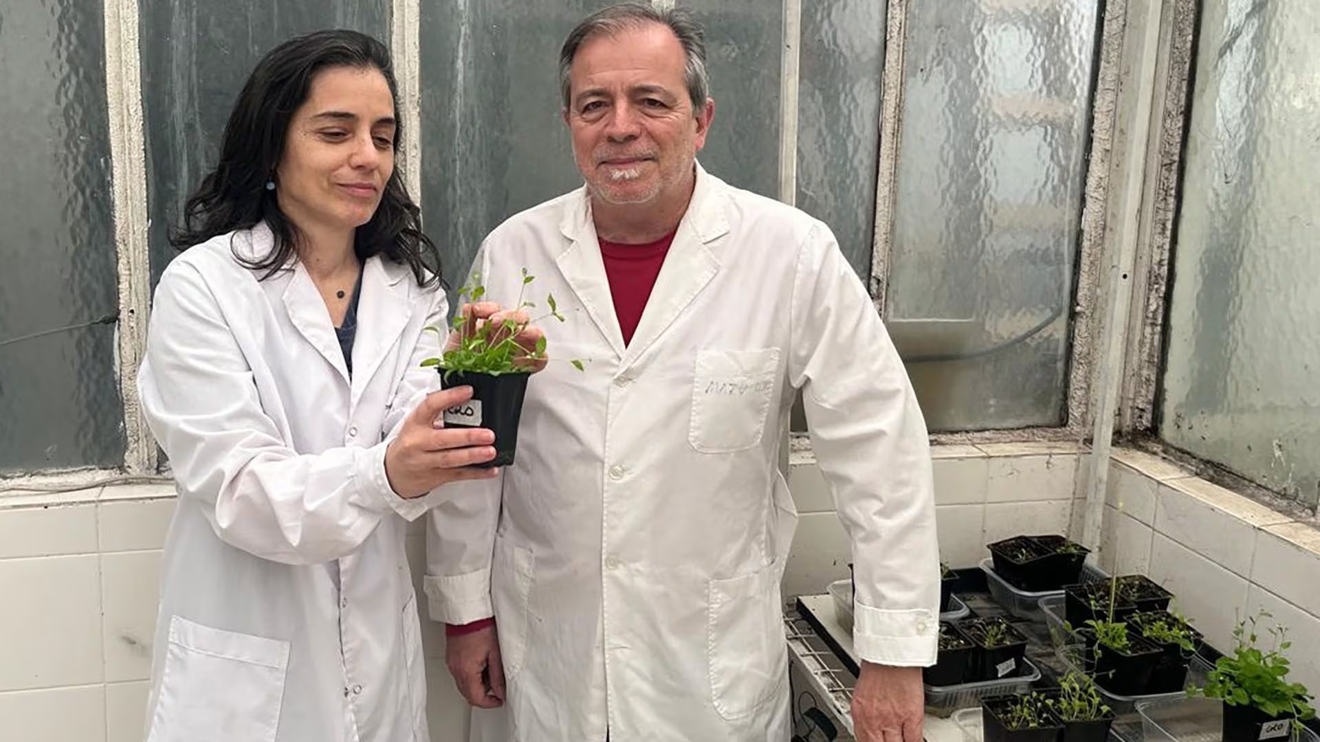 Mariana Obertello y Jorge Muschietti, investigadores del INGEBI-CONICET en Buenos Aires, forman parte del equipo que identificó a la proteína HHO5 (INGEBI/CONICET)