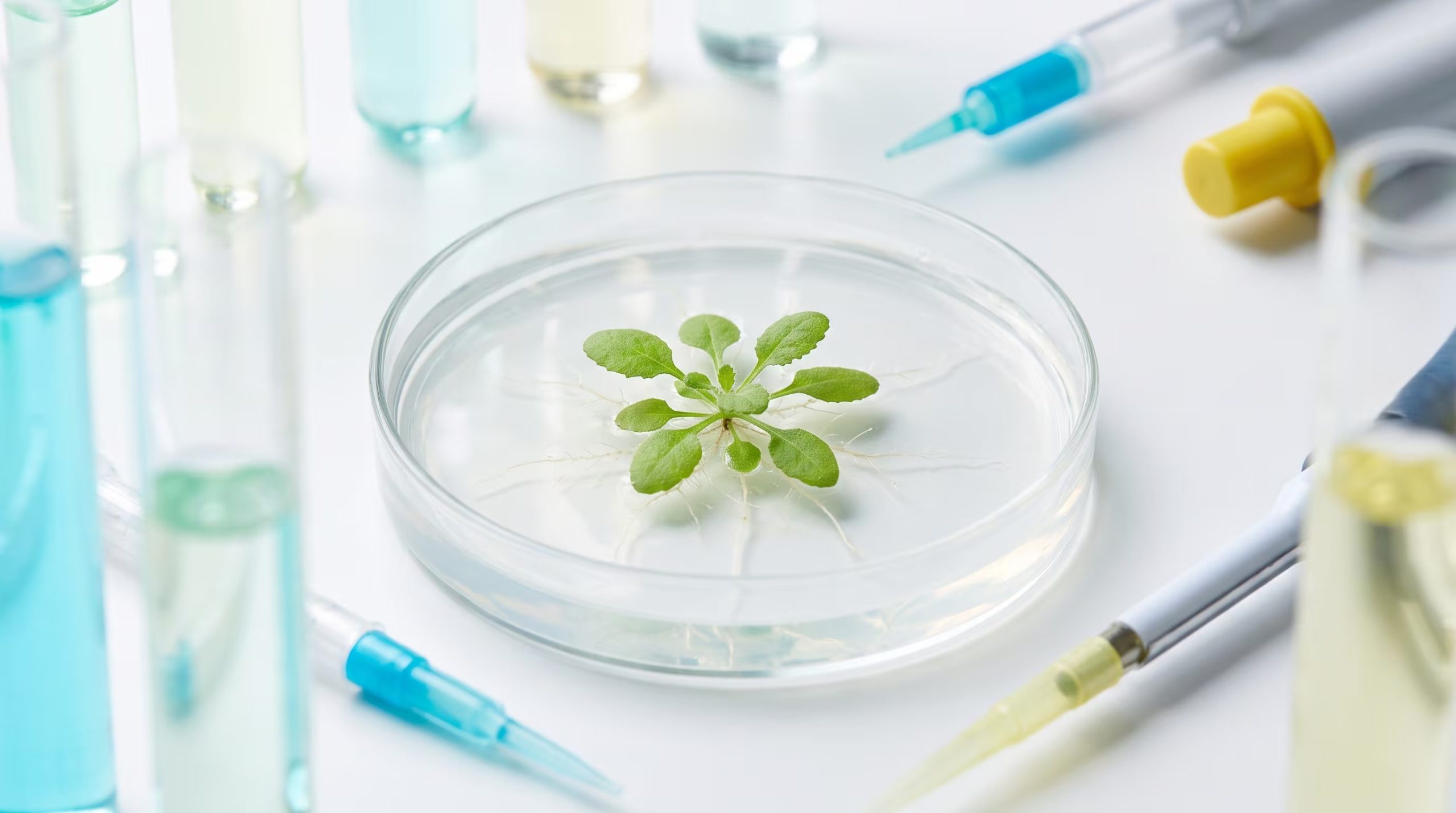 Los experimentos con Arabidopsis thaliana mostraron que HHO5 sola apaga genes de absorción de nitrógeno y con WRKY21 activa el uso de nitrógeno orgánico (Imagen Ilustrativa Infobae)