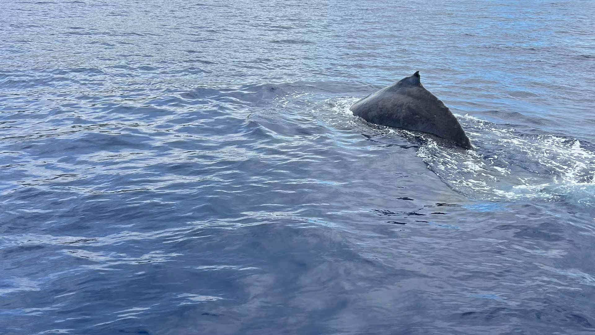 Un estudio publicado en Current Biology mostró que cada parte del canto de las ballenas jorobadas corresponde a una fase específica del buceo./ Julia Zeh NOAA