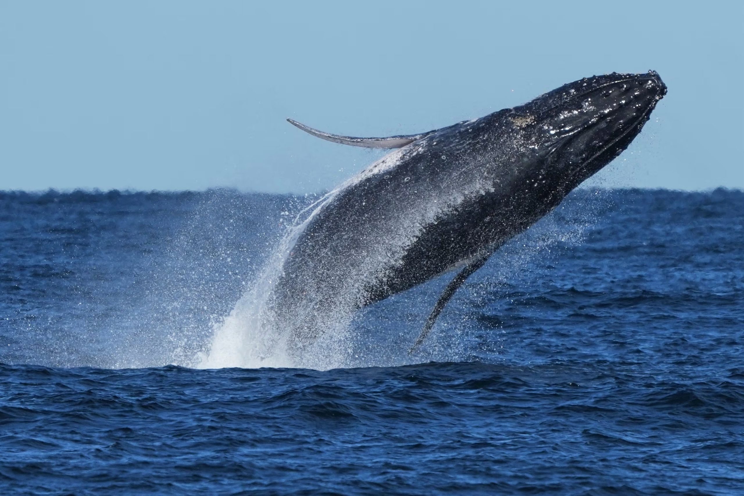 El hallazgo permite que las grabaciones de audio revelen a qué profundidad nada una ballena jorobada y si el ruido de barcos u otra actividad humana alteró su comportamiento. (AP Foto/Mark Baker, Archivo)