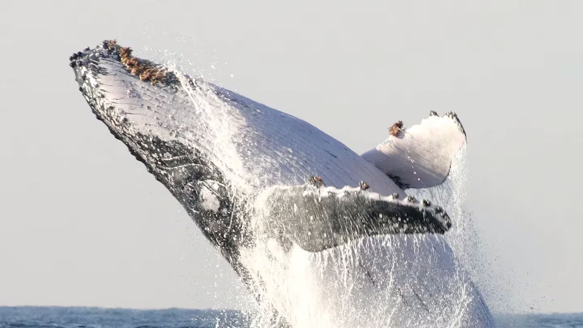 El equipo colocó etiquetas acústicas y de movimiento en 16 ballenas jorobadas macho en Maui, Hawai, y reunió 56 horas de registros continuos entre 2018 y 2024./Archivo Reuters