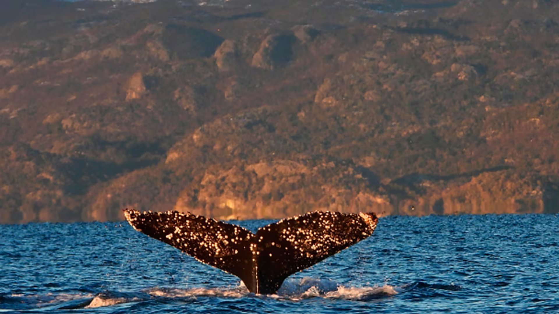 Los investigadores advirtieron que los datos provienen solo de la población hawaiana y propusieron comparar estos patrones de canto y buceo en otras regiones del mundo./CADIC