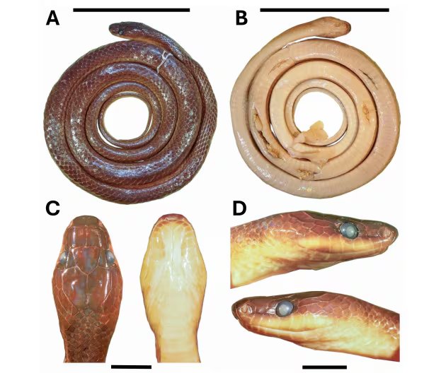 Esta serpiente se distingue por su composición genética y características morfológicas únicas dentro del género Lielaphis (T. Huang)