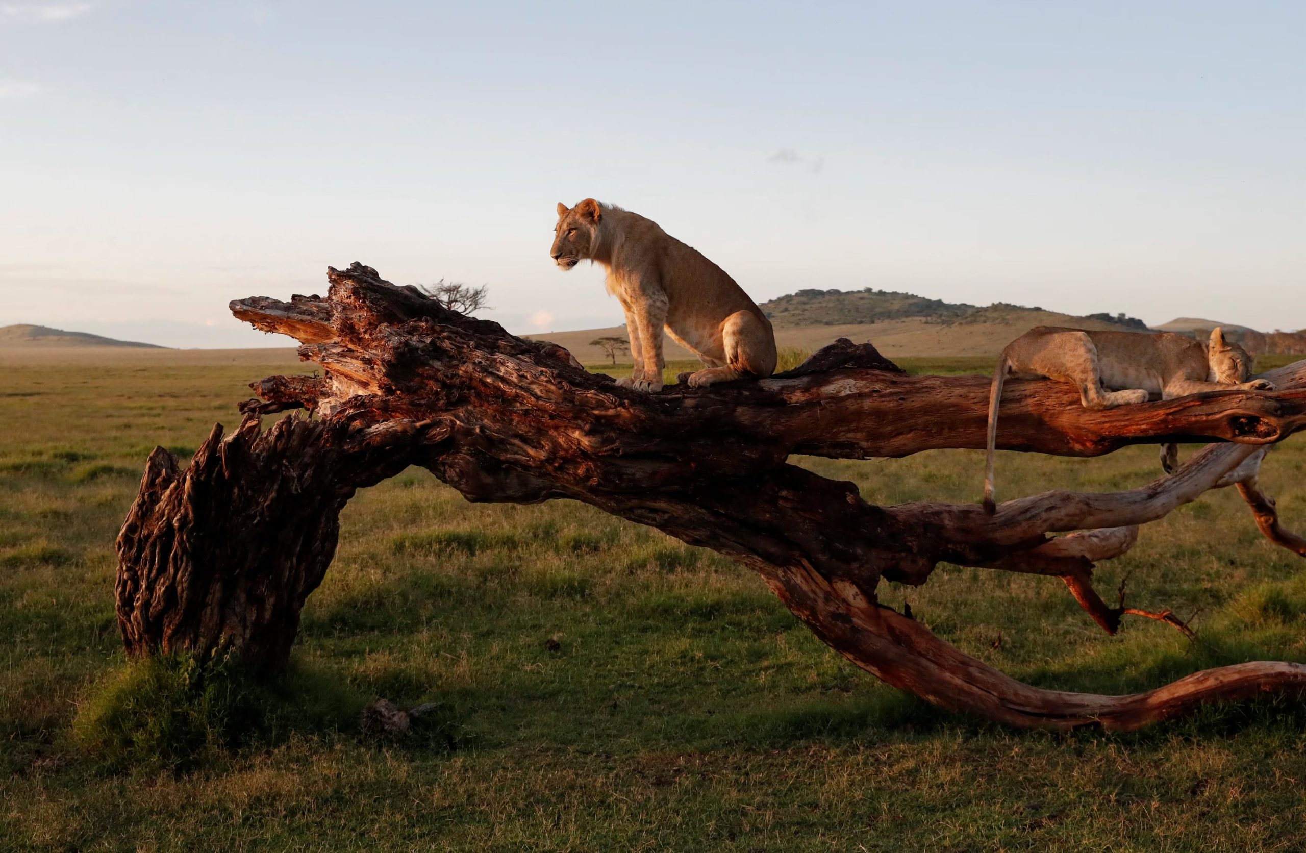 La población de leones silvestres es de solo 23.000 ejemplares, una cifra muy inferior a la creencia popular (REUTERS/Thomas Mukoya)
