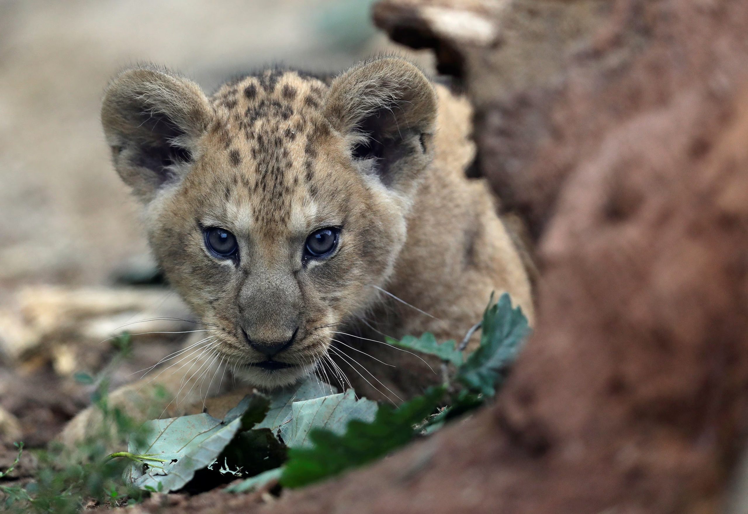Las crías de león nacen con manchas que desaparecen al crecer, un mecanismo de camuflaje frente a depredadores y amenazas (REUTERS/David W Cerny)