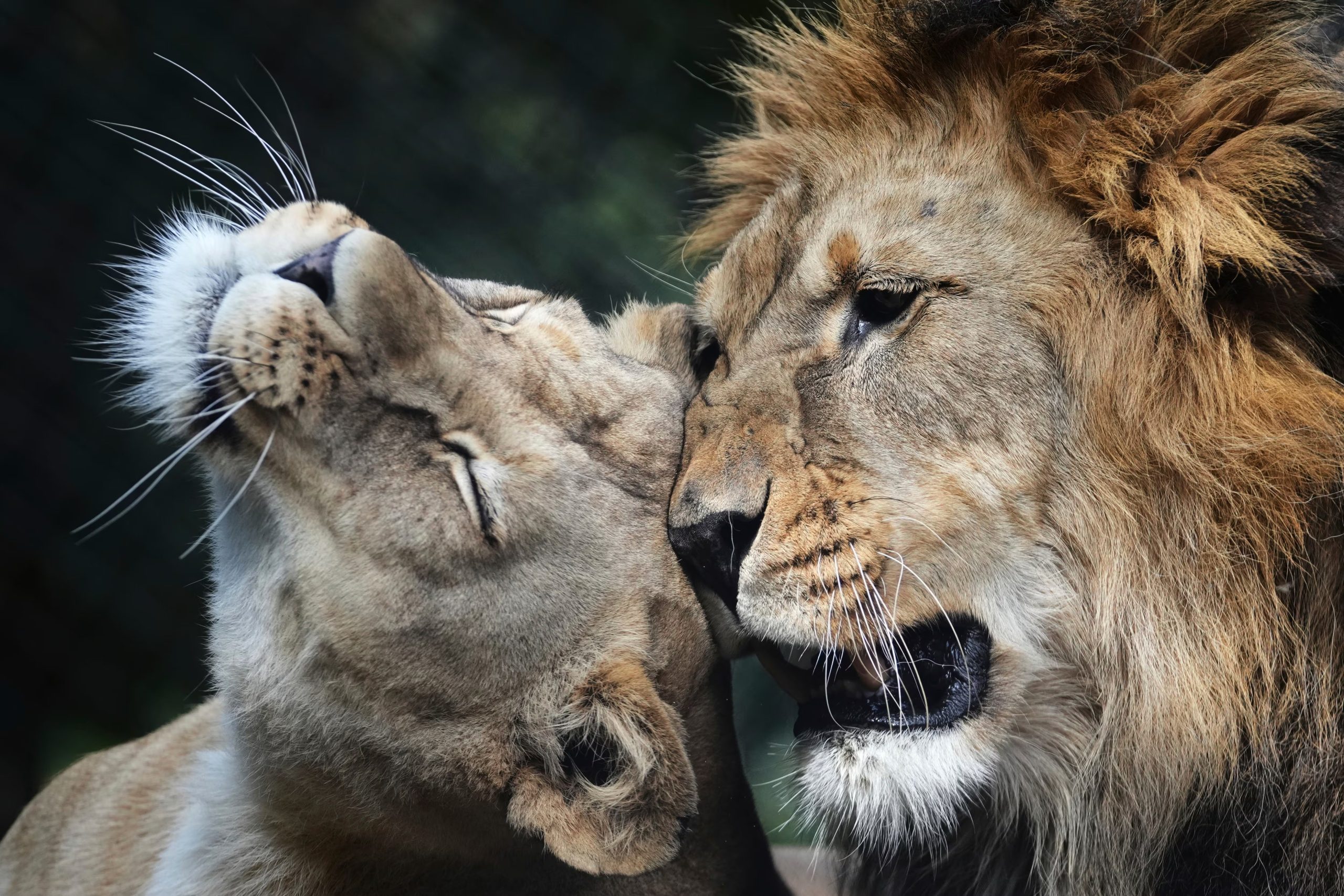 Los leones pueden ingerir hasta 40 kilos de carne en una comida, y luego pasar varios días sin alimentarse (AP Photo/Petr David Josek)