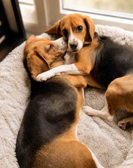 Los análisis de saliva, pelo y caspa de las beagles editadas no detectaron rastros de Can f 1 y la secuenciación genómica no halló cambios no deseados en los sitios estudiados (Instagram @mattwalkerfromcanada)