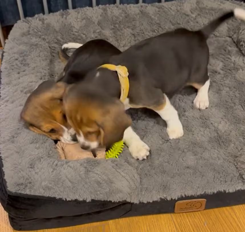 Kindred Companion Sciences informó que las beagles no están a la venta, que la técnica no tiene aprobación de la FDA y que seguirá con controles veterinarios y revisión regulatoria (Instagram @mattwalkerfromcanada)