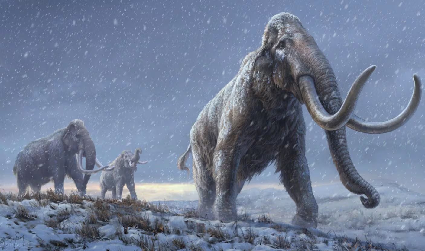La investigación sostiene que varios “cementerios de mamuts” del Paleolítico superior se formaron por una acción humana repetida y planificada. (BETH ZAIKEN/CPG)