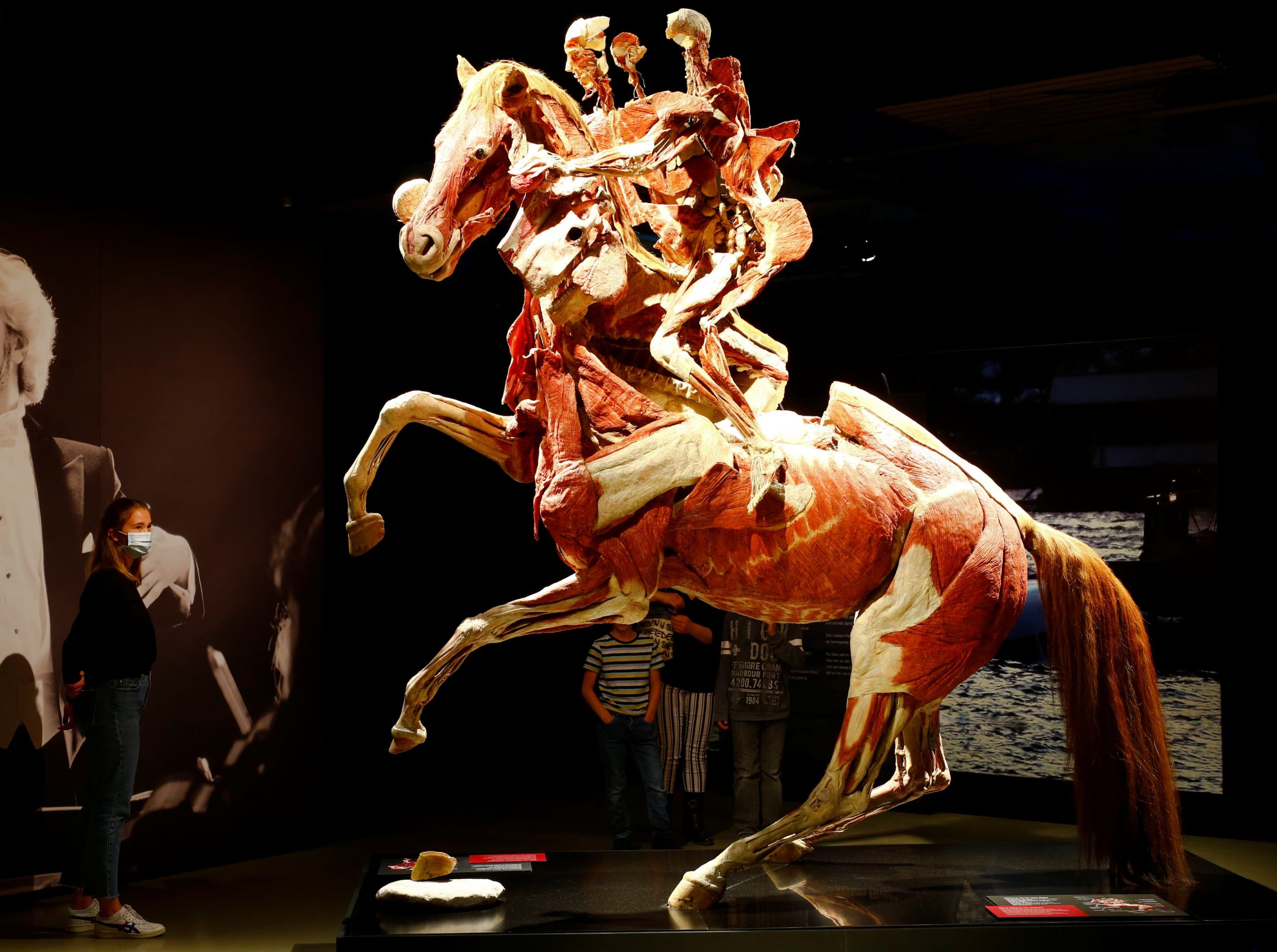 En 1977, Gunther von Hagens obtuvo su primer espécimen plastinado, un riñón, y en 1990 logró el primer cuerpo humano completo plastinado (REUTERS/Arnd Wiegmann)