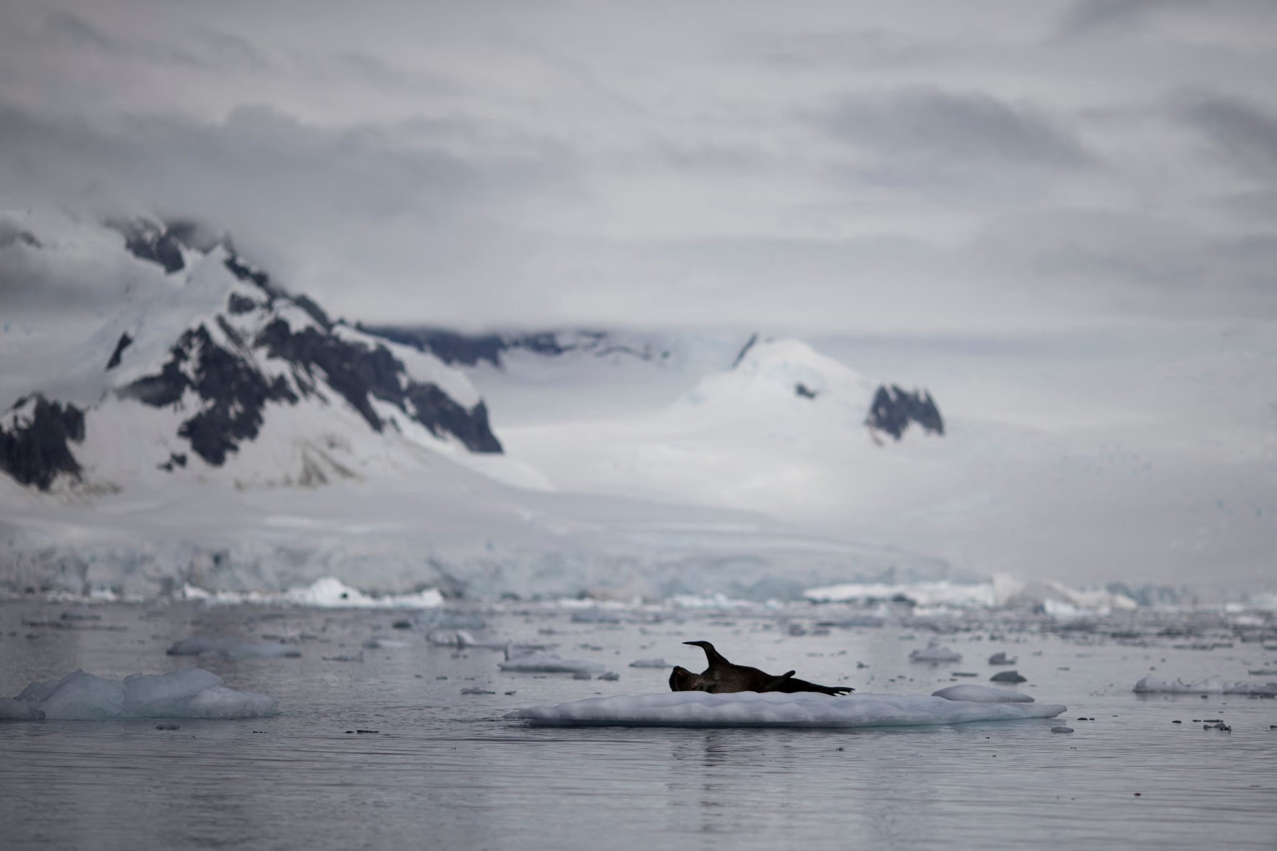 Los autores advirtieron que el cambio climático y el deshielo pueden transformar las comunidades del fondo marino y llevar a los animales antárticos a condiciones que no podrán soportar. (REUTERS/Ueslei Marcelino)