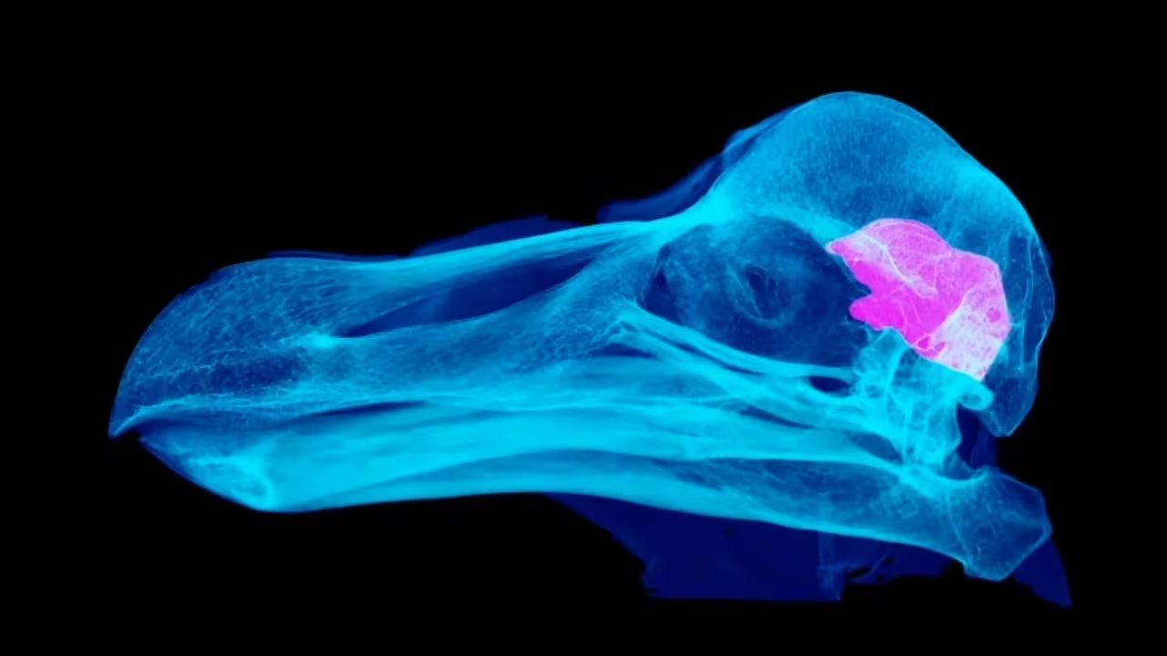 La investigación sobre el dodo indicó que su cerebro no era inusualmente pequeño para su tamaño corporal dentro del grupo de palomas y tórtolas (Sara Citron)