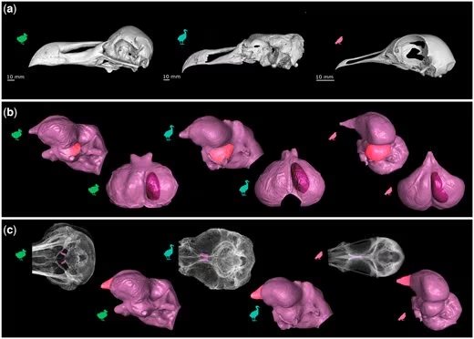 La extinción del dodo ocurrió en menos de un siglo tras la llegada humana a Mauricio, con caza y animales invasores como factores clave (Gentileza, estudio El mundo sensorial del Dodo y el Solitario revelado mediante endomoldes y anatomía del cráneo, publicado en Zoological Journal of the Linnean Society)