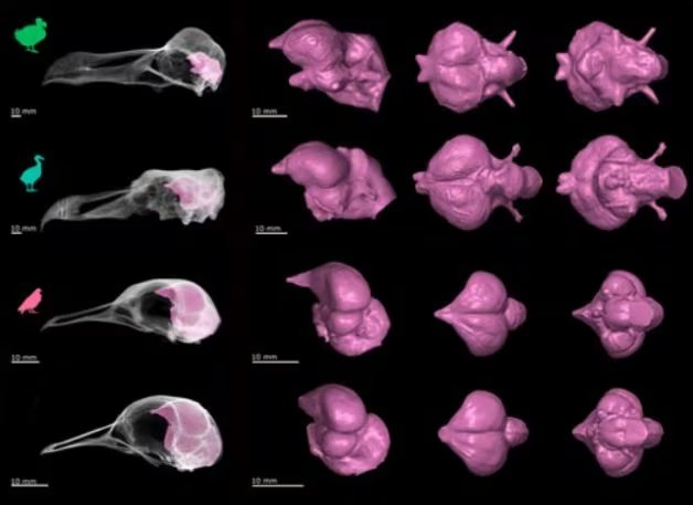 Los investigadores compararon el cerebro del dodo con 36 especies vivas de palomas y tórtolas y con el solitario de Rodrigues (Gentileza, estudio El mundo sensorial del Dodo y el Solitario revelado mediante endomoldes y anatomía del cráneo, publicado en Zoological Journal of the Linnean Society)