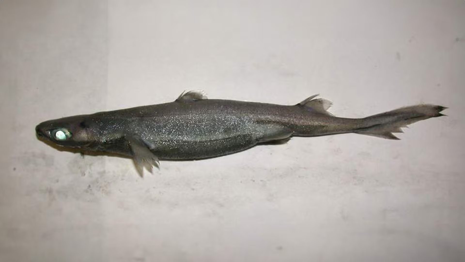 El tiburón linterna de vientre aterciopelado mantiene una presencia constante en el mar Adriático, pese a que durante años se lo consideró poco frecuente (Wikipedia)